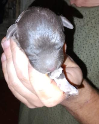 Cuccioli Lagotto romagnolo