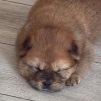 Cucciolo di chow chow