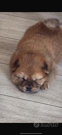 Cucciolo di chow chow