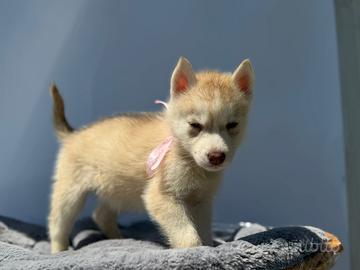 Husky pedigree