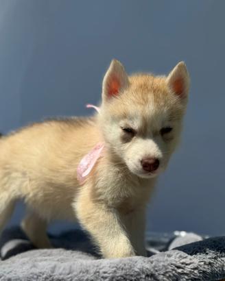 Husky pedigree