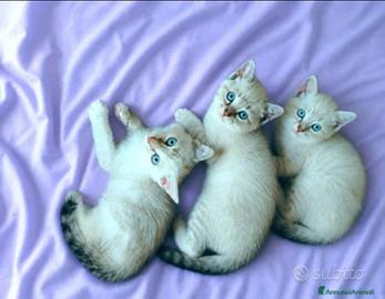 Gattini siamesi tabby