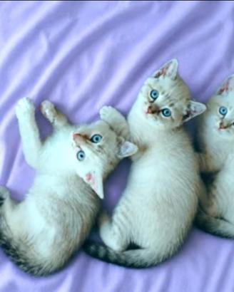 Gattini siamesi tabby