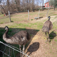 Emu'