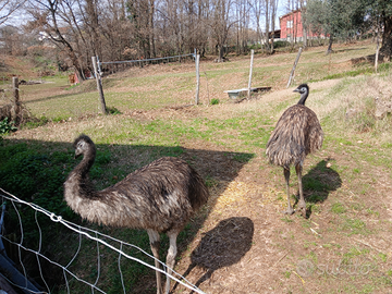 Emu'