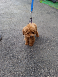 Barboncino Toy 7 mesi