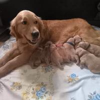 Cuccioli Golden retriever con pedigree ENCI