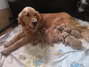 Cuccioli Golden retriever con pedigree ENCI