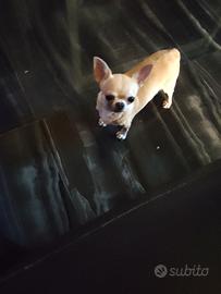 vcd chihuahua mini Toy 