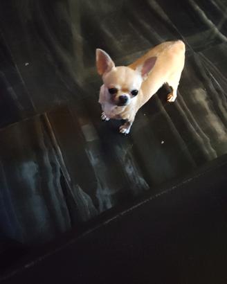 vcd chihuahua mini Toy 
