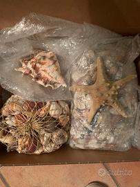 Scatola di conchiglie mix