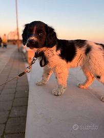 Springer Cucciolo