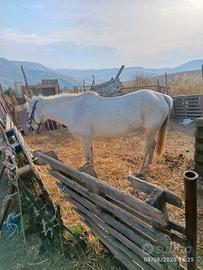 Cavallina