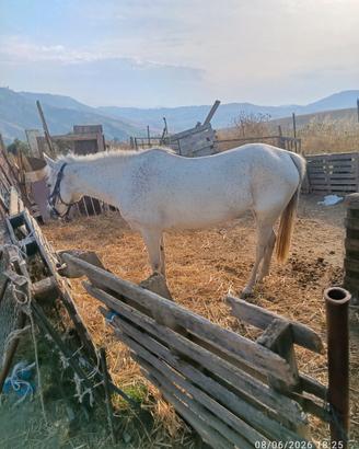 Cavallina