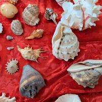 Collezione di splendide conchiglie
