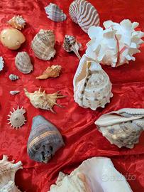 Collezione di splendide conchiglie