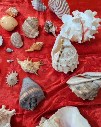 Collezione di splendide conchiglie
