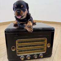 Cuccioli di Rottweiler con pedigree