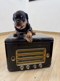 Cuccioli di Rottweiler con pedigree