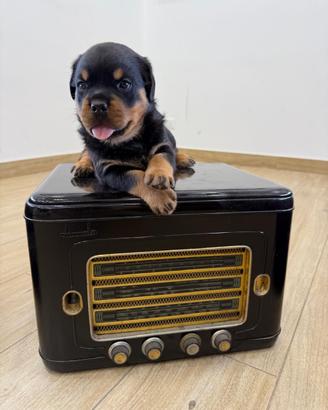 Cuccioli di Rottweiler con pedigree