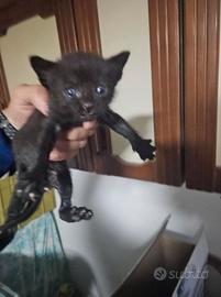 Gatti piccolini