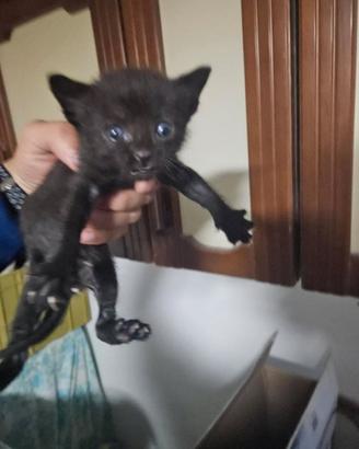 Gatti piccolini