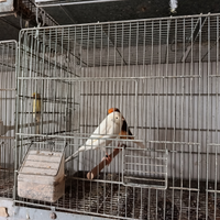 Canarini York e ciuffolotti messicani