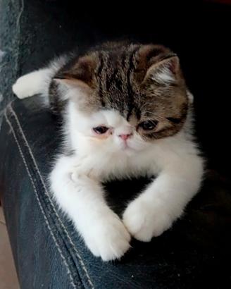 Cucciolo Exotic shortair