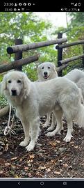 Coppia cagnolini