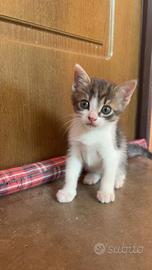 Gatto maschio