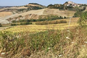 Terreno agricolo seminativo