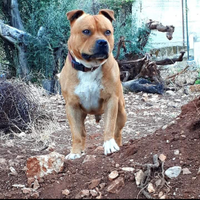 Staffordshire per monta