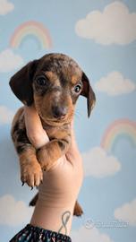 Cuccioli bassotto nano con pedigree