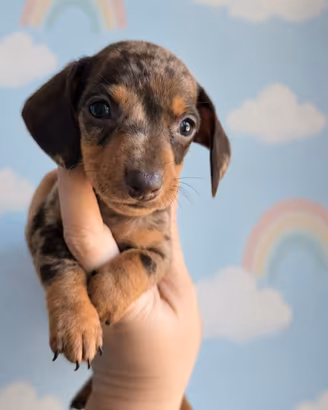 Cuccioli bassotto nano con pedigree