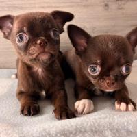 Chihuahua cuccioli con pedigree