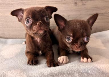 Chihuahua cuccioli con pedigree