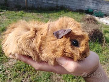 Cavia / Porcellino d'India