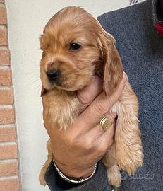 Cocker Spaniel Inglesi cuccioli