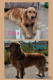 Cuccioli Golden retriver americano con pedigree