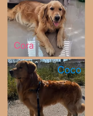 Cuccioli Golden retriver americano con pedigree