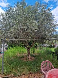 Albero di ulivo
