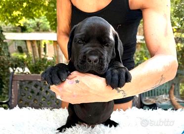 Cani corso con pedegree