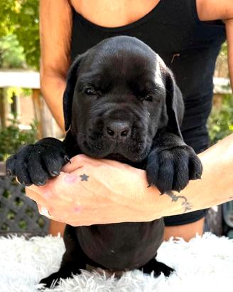 Cani corso con pedegree