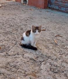 Piccola micia a pelo lungo
