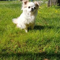 Chihuahua femmina con pedigree enci