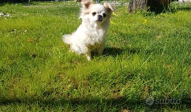 Chihuahua femmina con pedigree enci