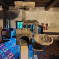 albero x gatti