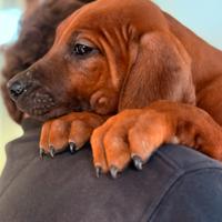 Cuccioli di razza Rhodesian Ridgeback