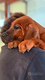 Cuccioli di razza Rhodesian Ridgeback