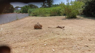 Terreno in Nettuno